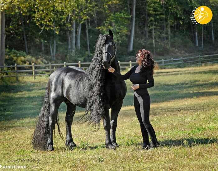 تصاویر: اسب زیبای جهان